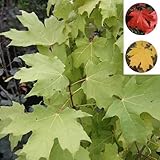 サトウカエデ（シュガーメープル）4～5号ポット[メープルシロップの原料の木 紅葉もキレイ] ノーブランド品