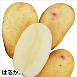 国華園　じゃがいも種イモ　はるかP　3kg【※発送が国華園からの場合のみ正規品です】