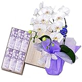 日本香堂のお線香　宇野千代　淡墨の桜　特選ミディ胡蝶蘭 2本立ち 白色 4号陶器鉢　お供えラッピング　セット