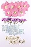 【お花屋さんの押し花セットNo.24C】上質 押し花 千鳥草 あじさい べラルゴニュウム レースフラワー ハンドメイド UVレジンでスマホケースも作成可能！！