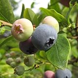 ブルーベリー・ウェイマウス 3年生苗