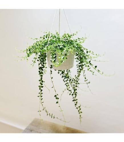 Amazon｜おしゃれ 観葉植物：ディスキディア ヌンムラリア