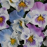 うえたコレクションパンジー：ジュピター3.5号ポット2株セット ノーブランド品