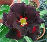 アデニウム アラビカム オベスム 砂漠のバラ塊根植物 Adenium obesum Desert Roses no.26 DARK-LORD-2
