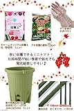 (観葉)私の菜園 秋トマト 苗から栽培セット(楽々菜園プランター 6点セット) 家庭菜園 本州・四国限定[生体]