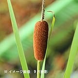 湿地性植物:ヒメガマ (姫蒲) 10.5cmポット苗28ポットセット【紫桜館山の花屋】
