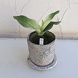 [ギフトに]万年青 （おもと）：福の光／弥生（やよい）シリンダーS（直径10cm）・皿付