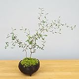 個性的な植物【ソフォラ・ミクロフィラの盆栽 炭化焼締鉢】