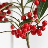 (山野草/盆栽)百両 カラタチバナ(唐橘) 3.5号(1ポット) 本州・四国限定[生体]