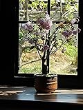 桜盆栽　八重咲きのサクラの中でも　遅咲きの品種で　4月中頃～後半に開花します。