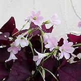 オキザリス トリアングラリス紫の舞3.5号ポット 3株セット ノーブランド品