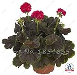 ミニ屋内盆栽家の庭13のための50個のPCS単弁ゼラニウムの種子多年生の花の種ペラルゴニウムゾナール種子を