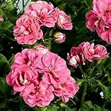 宿根草 栄養系【 アイビーゼラニウム （ ゼラニューム ） ピンクシビル】 １株