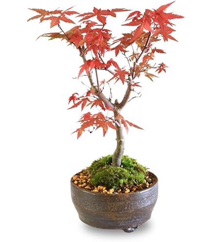 Amazon.co.jp: 紅葉 もみじ 紅葉盆栽 もみじ盆栽 楓 カエデ : DIY