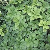 フッキソウ3～3.5号ポット12株セット[日陰向き！][苗] ノーブランド品