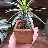 パキポディウム ラメリー ☆ 多肉植物