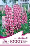 家宝ピンクのルピナス種子、オリジナルパック、15種子/パック、ルピナス多年生A238