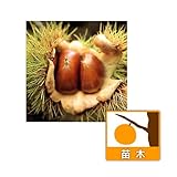 クリ（栗）：がんね（岸根）4～5号ポット[品質良好で食味のよい晩生種][苗木] ノーブランド品