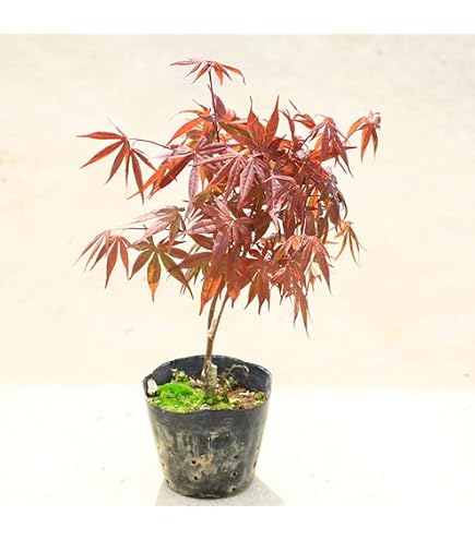 Amazon.co.jp: モミジ 茜（アカネ） 管理80428 : DIY・工具・ガーデン