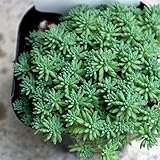 セダム・パリダム 3号ポット苗 4個セット【品種で選べる多肉植物・グランドカバー苗/4個セット】学名：Sedum Pallidum/ベンケイソウ科セダム属 多年草/別名：真珠星万年草(シンジュボシマンネングサ)/原産地：日本●パリダムは這い性タイプで、色は淡いグリーンでたくさんの細い葉が群生しているのが特徴です。鮮やかで緑色の金平糖のような小さな葉っぱは、寄せ植えなどにするととてもきれいです。寒さに当たると紅葉します。【※商品の特性上、背丈・形・大きさ等、植物には個体差がありますが、同規格のものを送らせて頂いております。また、植物ですので多少の枯れ込みやキズ等がある場合もございます】