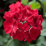ゼラニウム：アメリカーナNEO：ダークレッド11cmポット 3株セット ノーブランド品