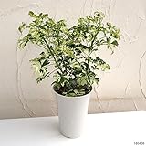 【ノーブランド品】シェフレラ ジェニネ6号鉢植え[丈夫で育てやすいインテリアグリーン][観葉植物]