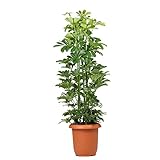 花市場直送便 カポック