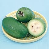 フェイジョアの苗木 トライアンフ