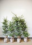[送料無料] 自信の自家生産 白花トキワマンサク 　約120cm 4本セット 生垣 目隠し にオススメ ！ 植木 庭木 苗木