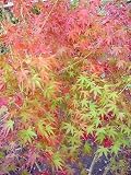 いろはもみじ イロハ紅葉 240CM前後 イロハモミジ 株立 落葉樹