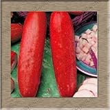Balcony cucumber seeds 100%true cucumber seeds varieties complete green fruits and vegetables - 30 s