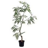 日本ビダヤコム GREEN&BERRIES エバーフレッシュ(ポット付き)(5') P4612 グリーン