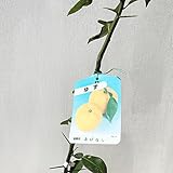 ゆず 苗木 とげなしユズ 13.5cmポット苗 柚子苗