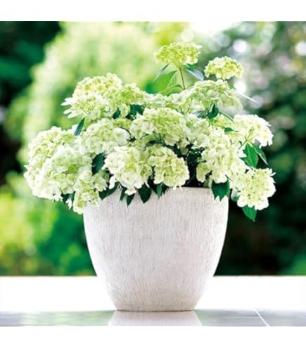 Amazon.co.jp: アジサイ 苗 ラグランジア(R) オーロランジュ 品種登録