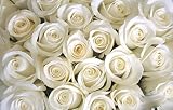 Rose のPHOTOシリーズが登場しました。Summer Vocation 1 ふすま紙か壁紙かRose写真 A タィブ