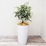 観葉植物＋高級陶器鉢 (ベンジャミン)スターライト 7号丸鉢 高さ約65cm