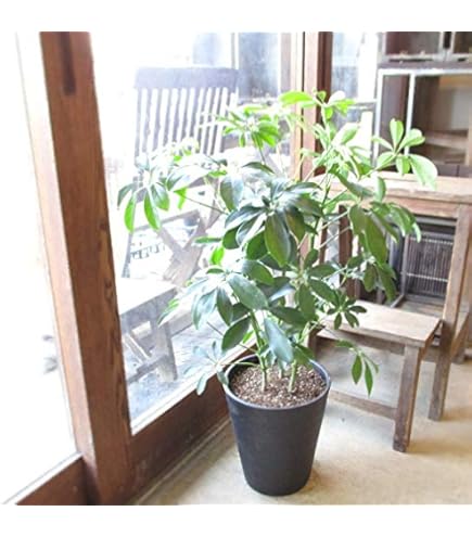 Amazon|シェフレラ ホンコンカポック 7号鉢サイズ 鉢植え|観葉植物 Amazon|シェフレラ ホンコンカポック 7号鉢サイズ 鉢植え|観葉植物