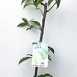 スモモ 苗木 ケルシージャパン 13.5cmポット苗 すもも 苗 李