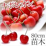 ナポレオン 苗木 苗 果樹 果樹苗 1年生
