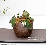 (観葉)山野草盆栽 ユキワリソウ 穴有益子焼植木鉢(還元)(1鉢) [生体]
