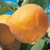 甘柿(カキ)苗木　花御所