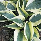 【宿根草】ホスタ「フィーン・ライン」5号(15cm) ポット