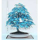 8 Kinds Bonsai Tree Seeds Rare Maple Seeds Plants Pot Suit for DIY Home Garden Maple Seeds - 20 PCS 
