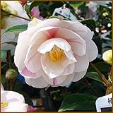 椿（ツバキ）の苗木　五色八重散椿