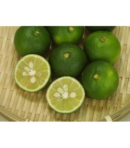 Amazon.co.jp: 柑橘類苗木 すだち（酢橘）の苗木 13.5cmポット苗 接木1