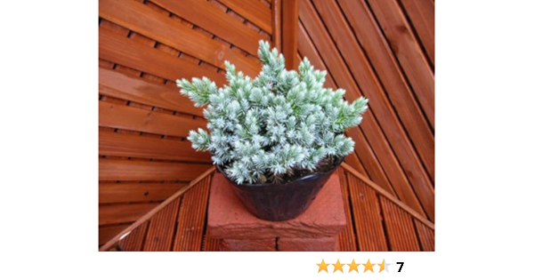 Amazon Co Jp ブルースター コニファー よ く見ると葉っぱが星形 Diy 工具 ガーデン