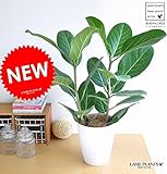 LAND PLANTS ベンガレンシス 6号卓上サイズ ベンガルゴム