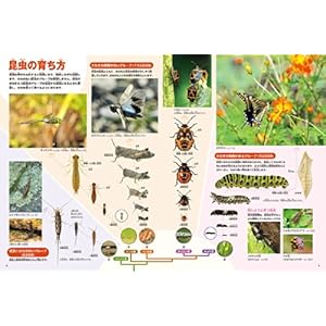DVD付 新版 昆虫 (小学館の図鑑 NEO)