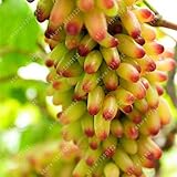 50pcs/bag Very Rare finger grape seeds Organic Heirloom fruit seeds,Natural growth grapes,bonsai pot