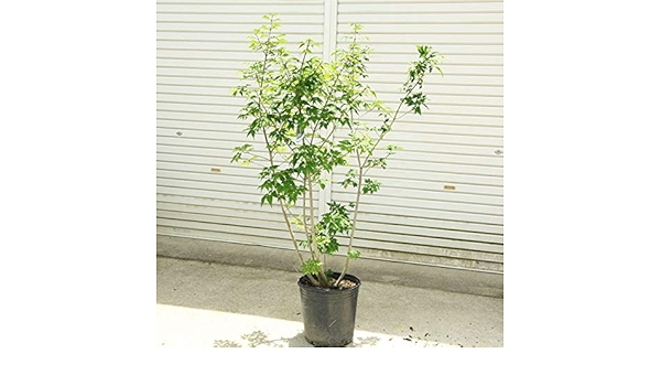 Amazon 庭木 アオダモ コバノトネリコ 株立ち 樹高1ｃｍ 全高130ｃｍ ヤマト便大型商品発送 植木